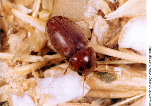 Lasioderma serricorne