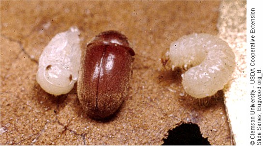 Pupa adulto y larva Lasioderma serricorne